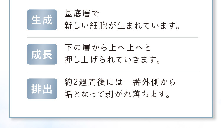 生成 基底層で新しい細胞が生まれています。 成長 下の層から上へ上へと押し上げられていきます。 排出 約2週間後には一番外側から垢となって剥がれ落ちます。